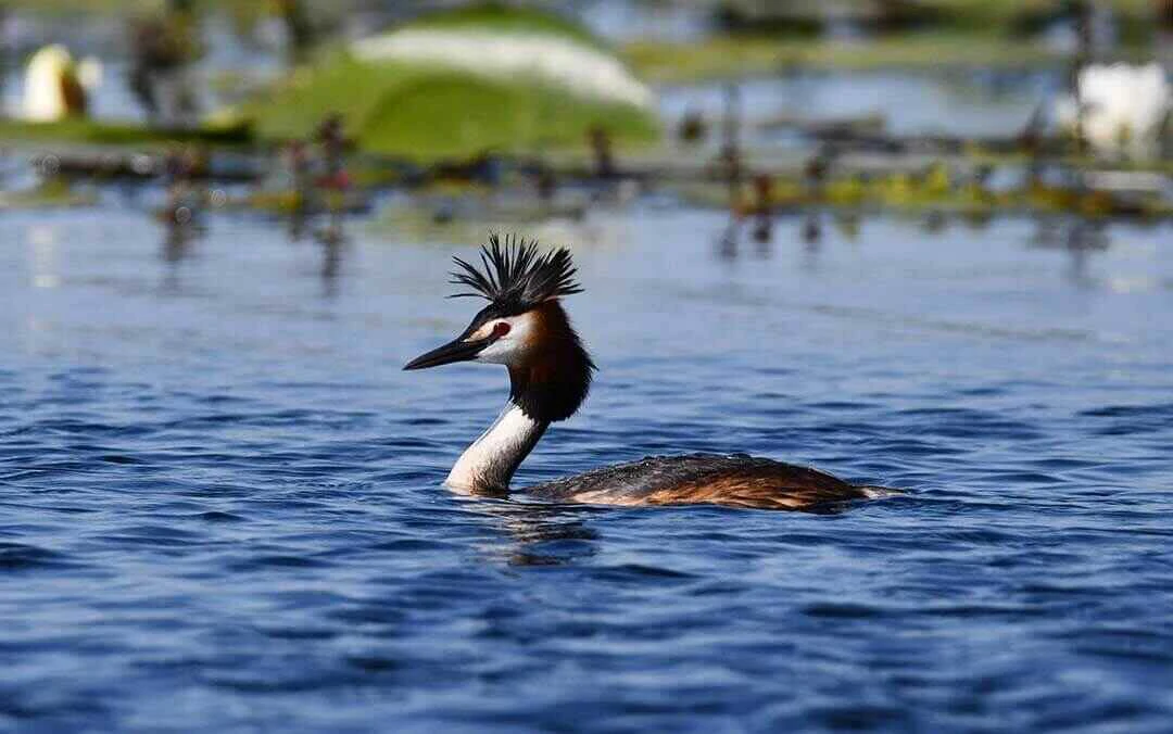 Great crested grebe